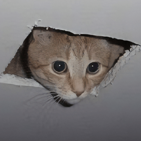 Degubi Degubi Github - Professional High Resolution Colorful Images | Free Download