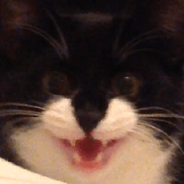 Emmacranston Emma Github - Nature Background Collection - Full HD Quality