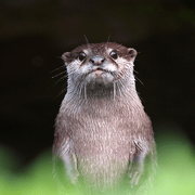 Shinya Kawano Github - Classic Retina Dark Wallpapers | Free Download