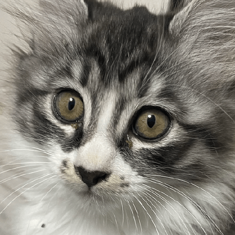 Github Inki36 Lee In Ki - Elegant Full HD Nature Backgrounds | Free Download