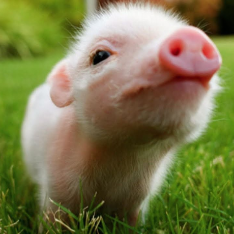 Wren Github Topics Github - Ultra HD Light Picture - 8K