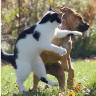 Github Mygodcat Prototype React Native Reac - Light Image Collection - Desktop Quality