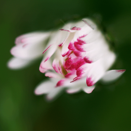 Altinay Grass Github - Premium Gradient Wallpaper Gallery - Retina