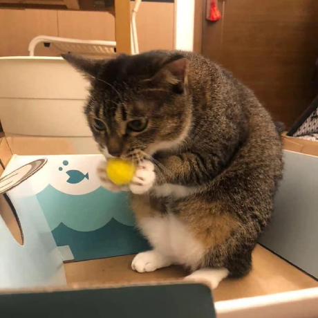 Ngocdtm Dang Thi My Ngoc Github - Premium Landscape Picture Gallery - High Resolution