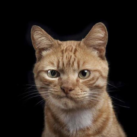 Haydar13d Haydar Rahman Github - Classic Minimal Image - High Resolution