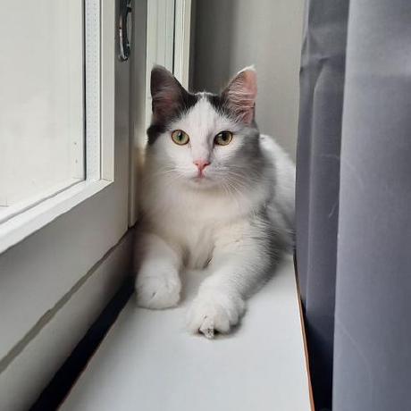 Sige Kobe Github - Abstract Art Collection - Mobile Quality