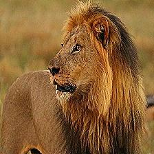 Wildlife Classification Github - Beautiful Light Pattern - Full HD