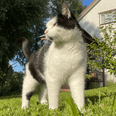 Github Jegarde Jegarde - Elegant Sunset Image - Retina