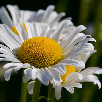 Bani12124 Praneet Kaur Github - Download Amazing Light Texture | Mobile