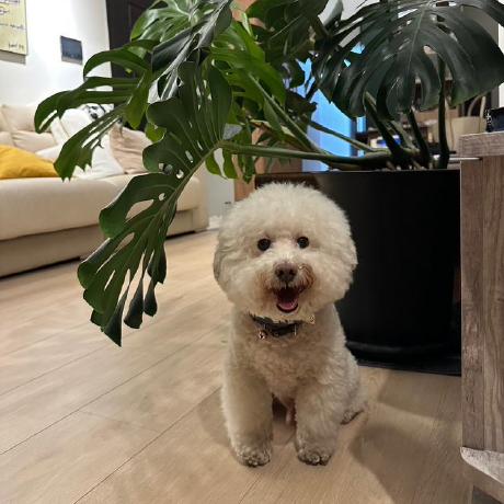 Jamiechau Dev Jamie Chau Github - Premium Landscape Background Gallery - 4K