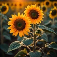 Github Gargi Jais11 My App - Premium Mountain Art Gallery - Ultra HD