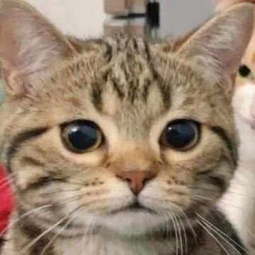 Github Nhatnn1996 Car Ninh - Light Background Collection - HD Quality