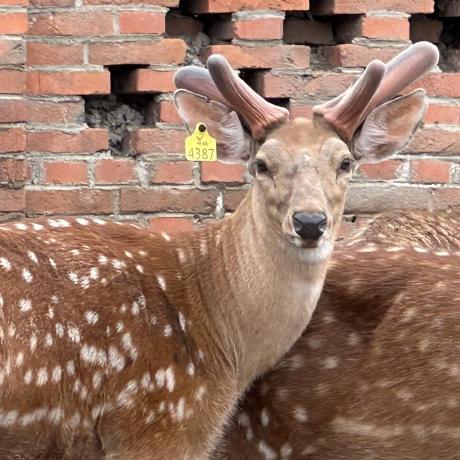 Augustdeer August Deer Github - Ultra HD Mobile Landscape Patterns | Free Download