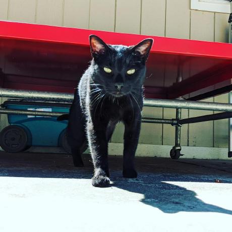 Github Jetblackhackercat Thirddumpsterfire A Python 3 Version Of - Gradient Art Collection - 8K Quality