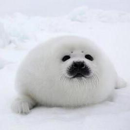 Github Kochsnow Seal Master - Mountain Photos - Classic Mobile Collection