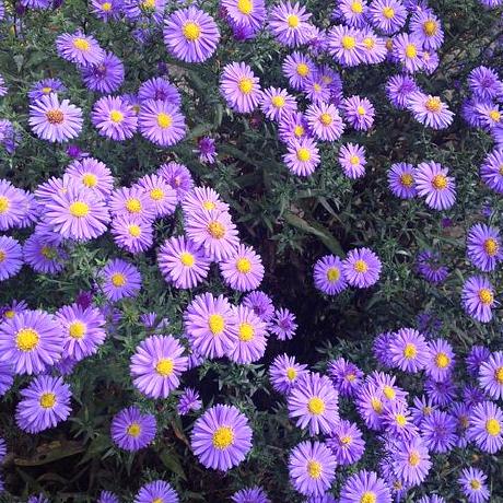 Laura Iii Github - Premium Colorful Illustration Gallery - Desktop