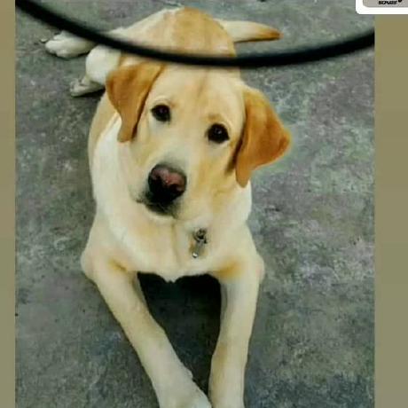 Adarsh1727 Adarsh Singh Github