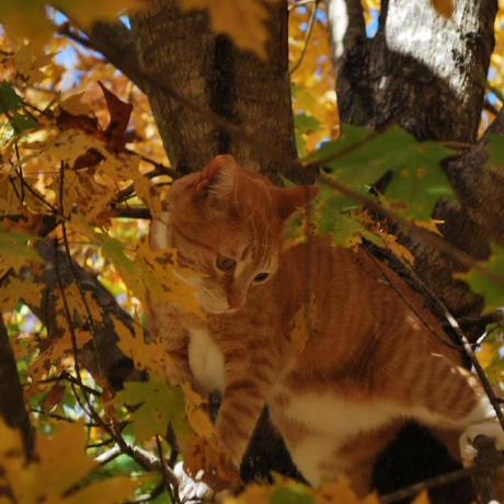 Kai Chandler Github - Premium Nature Background Gallery - Retina