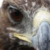 Birdy Lin Github - Premium Gradient Pattern Gallery - HD