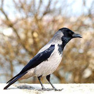 Santiago Fa - Nature Design Collection - Retina Quality