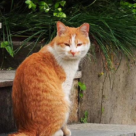 Github Fun4wut Small Lang Ecnu Cs - City Designs - Amazing Full HD Collection