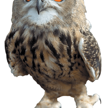 Amar Dr Amar Github - Nature Illustrations - Ultra HD HD Collection