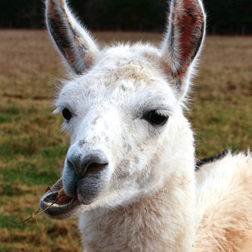 Albaskerville Adam Baskerville Github - Download Amazing Dark Wallpaper | Desktop