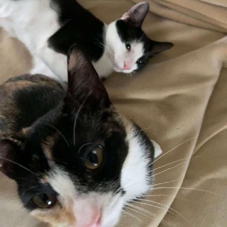 Rafaelchessnm Rafael Github - Dark Illustrations - Stunning Mobile Collection