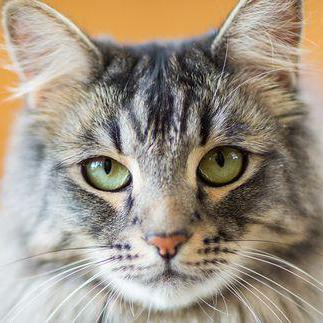 Ray Supratik Supratik Ray Github - Light Images - Stunning Desktop Collection