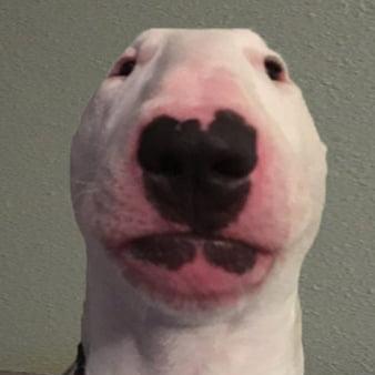 Pakii Boii Github - Best Colorful Wallpapers in 8K