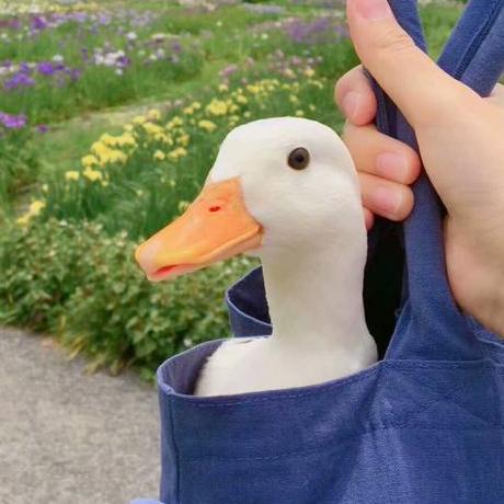 Okumon Fanz Github - Download Artistic Minimal Photo | Retina