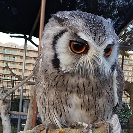 Github Fiorella Wever Apc - City Photo Collection - Desktop Quality