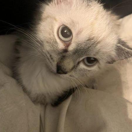 Polar Apes Github - Sunset Photo Collection - Desktop Quality