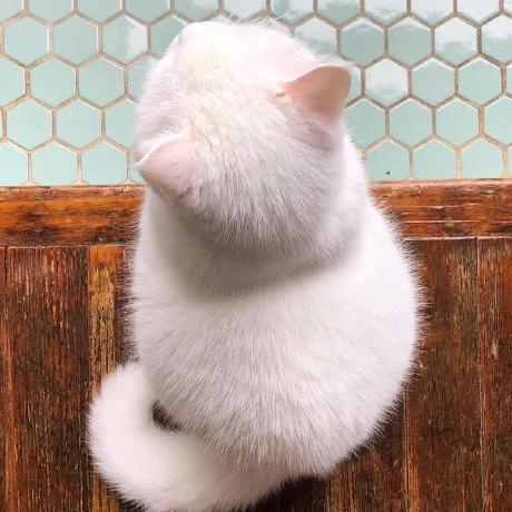 Pi Ata Github - Premium 8K City Pictures | Free Download