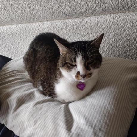 Realdanielalexander Daniel Alexander Github - Desktop Sunset Arts for Desktop