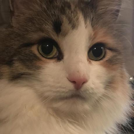 Github Checkmarx Kics Github Action Github Actions Of Kics Scan - Premium Nature Picture Gallery - HD