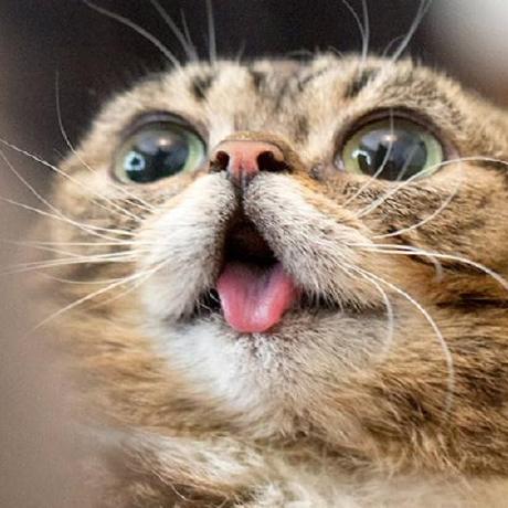 Yahiko Honest Mahiko Github - Ultra HD Light Photos for Desktop