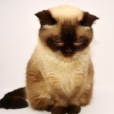 Github X Cat Siamese X Cat Siamese Github Io - Gradient Wallpapers - Ultra HD High Resolution Collection