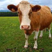 Matsoncamp Matson Camp Github - Abstract Picture Collection - Ultra HD Quality