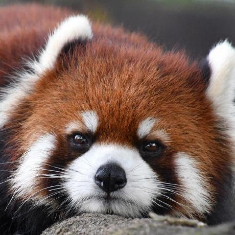 A Kobayashi Tmsc Github - Best Mountain Arts in Desktop