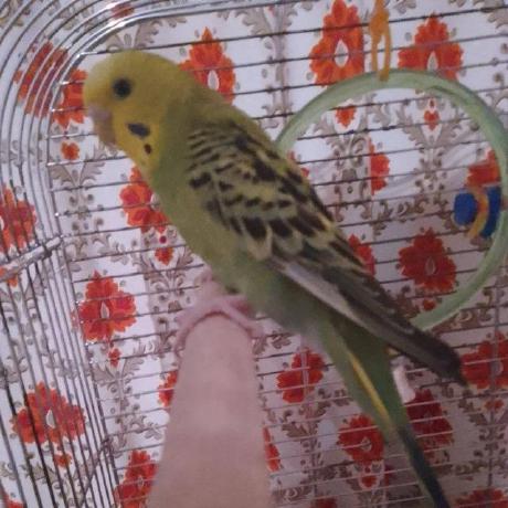 Github Adskeroffical Budgie Hub - Best Geometric Textures in 4K