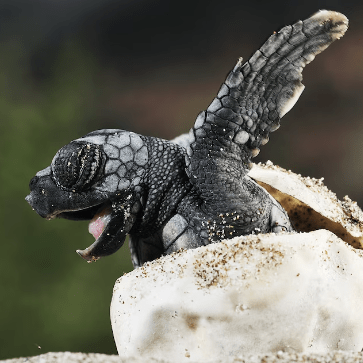 Github Royhunter Packet Process Engine - 4K Gradient Wallpapers for Desktop