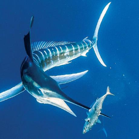 Github Hardy333 Bdo Marlin - High Quality 8K Vintage Wallpapers | Free Download