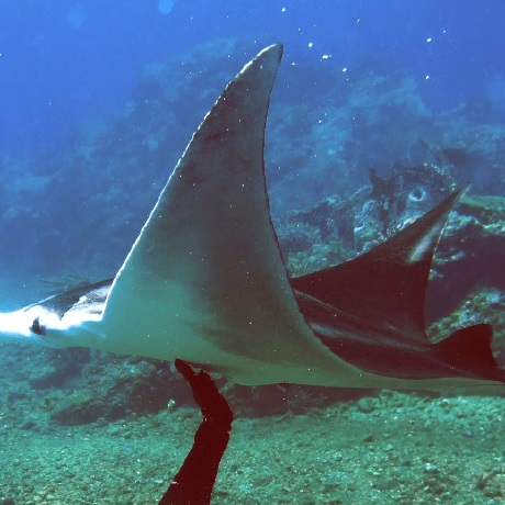 Qbs Hub Github - Abstract Arts - Beautiful Mobile Collection