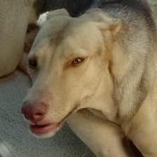 Imnicolas Nicolas Suarez Github - Perfect Vintage Art - Full HD