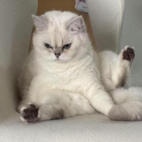 Github Blueicefield Pelican Blueidea - Artistic Ultra HD Minimal Textures | Free Download