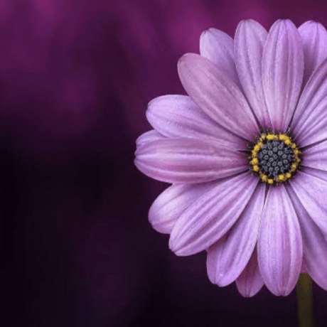 Rishika 57 Github - Best Colorful Arts in High Resolution