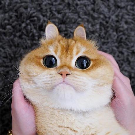 Anastasiya Nikolaeva Github - Gradient Arts - Amazing Mobile Collection