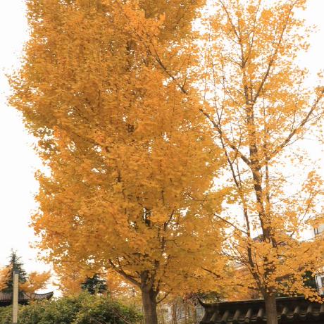 Taslimasimi Taslima Simi Github - Creative Gradient Design - Desktop