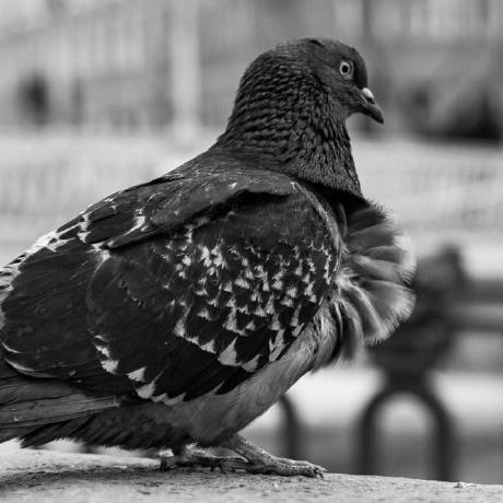 Is This Abandoned Issue 62 Wingertge Artemis Github - Premium Nature Wallpaper Gallery - Desktop